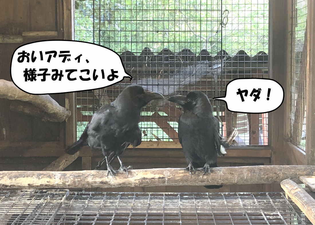 カラス小屋