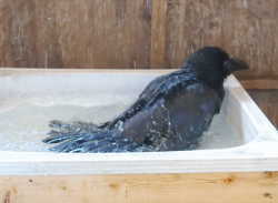 カラスの行水