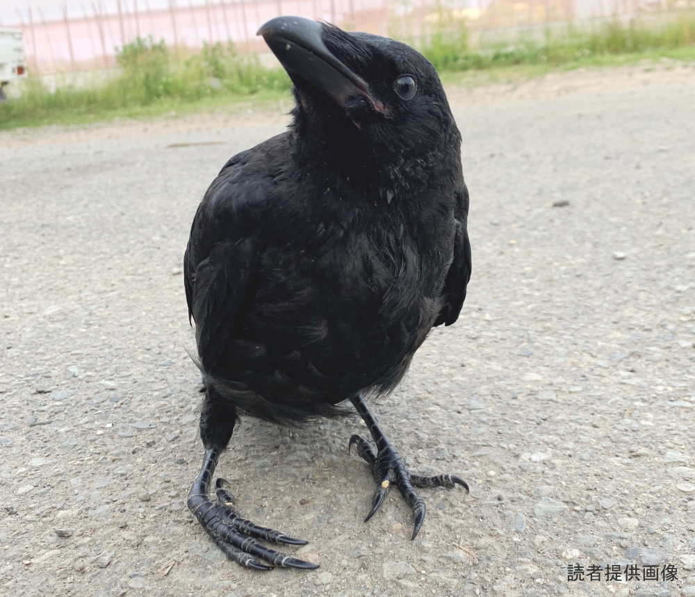 クル病のカラス