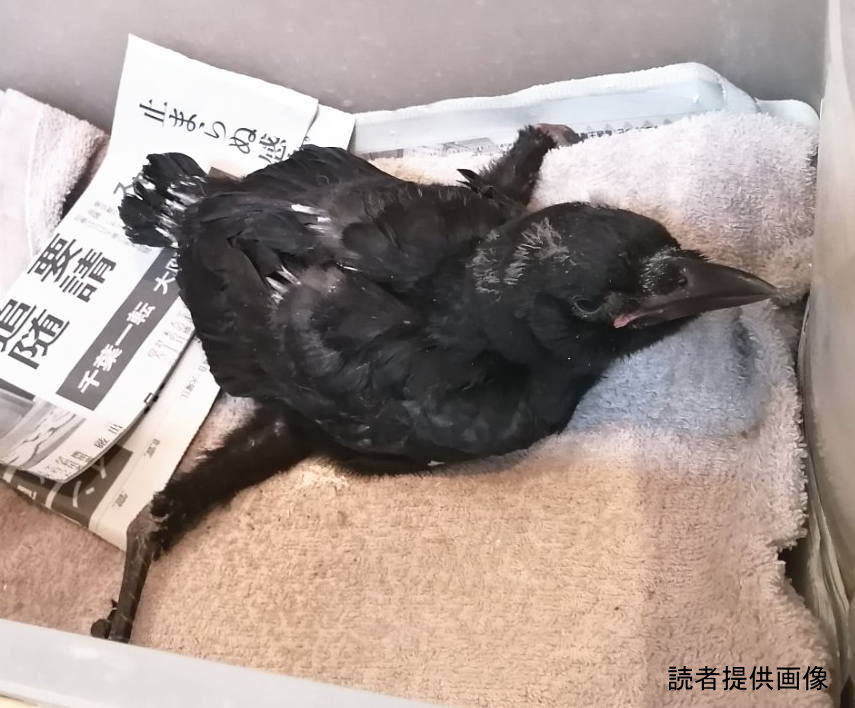 ペローシスのカラス