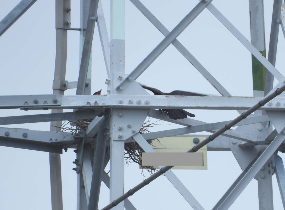 鉄塔の巣