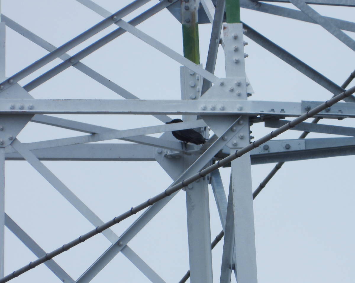 鉄塔の巣