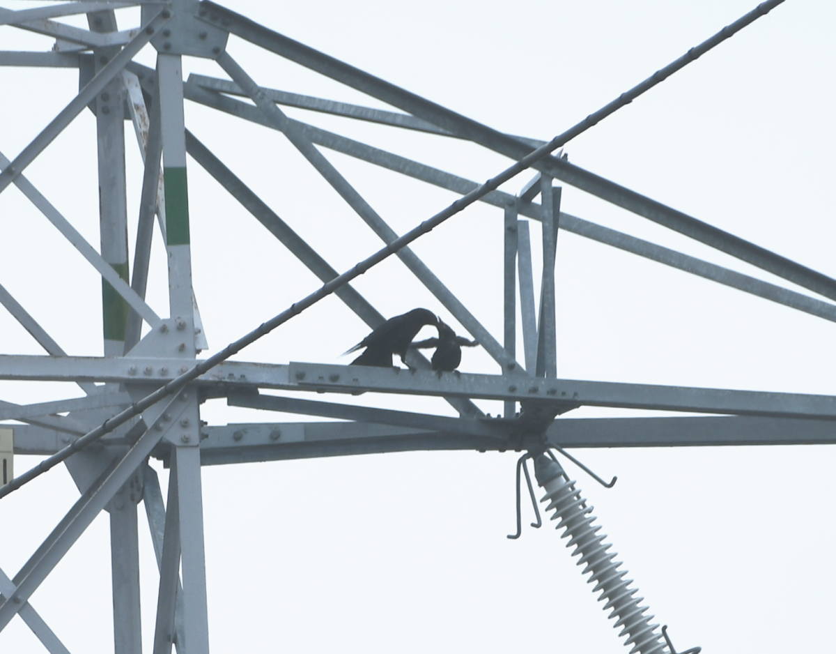 鉄塔の巣