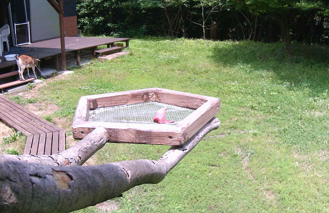 カラスのエサ台