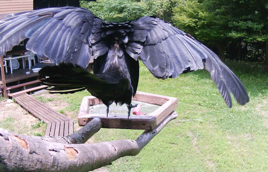 カラスのエサ台