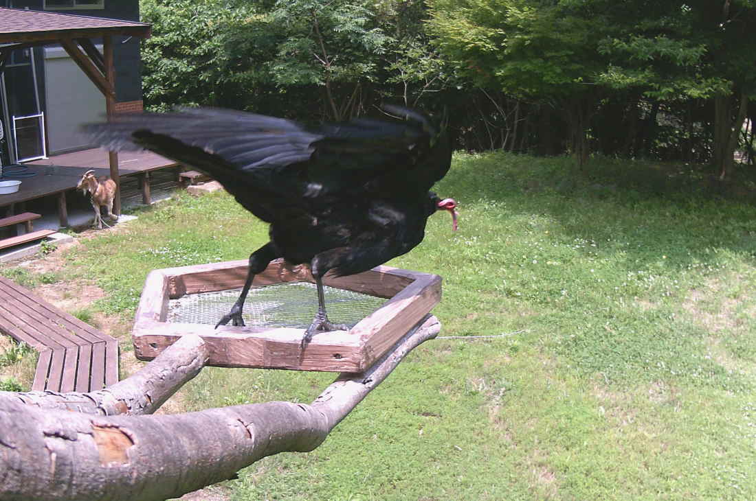 カラスのエサ台