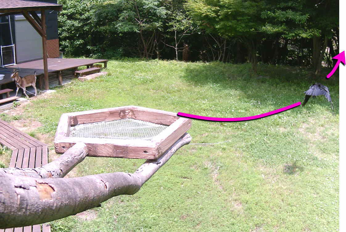 カラスのエサ台