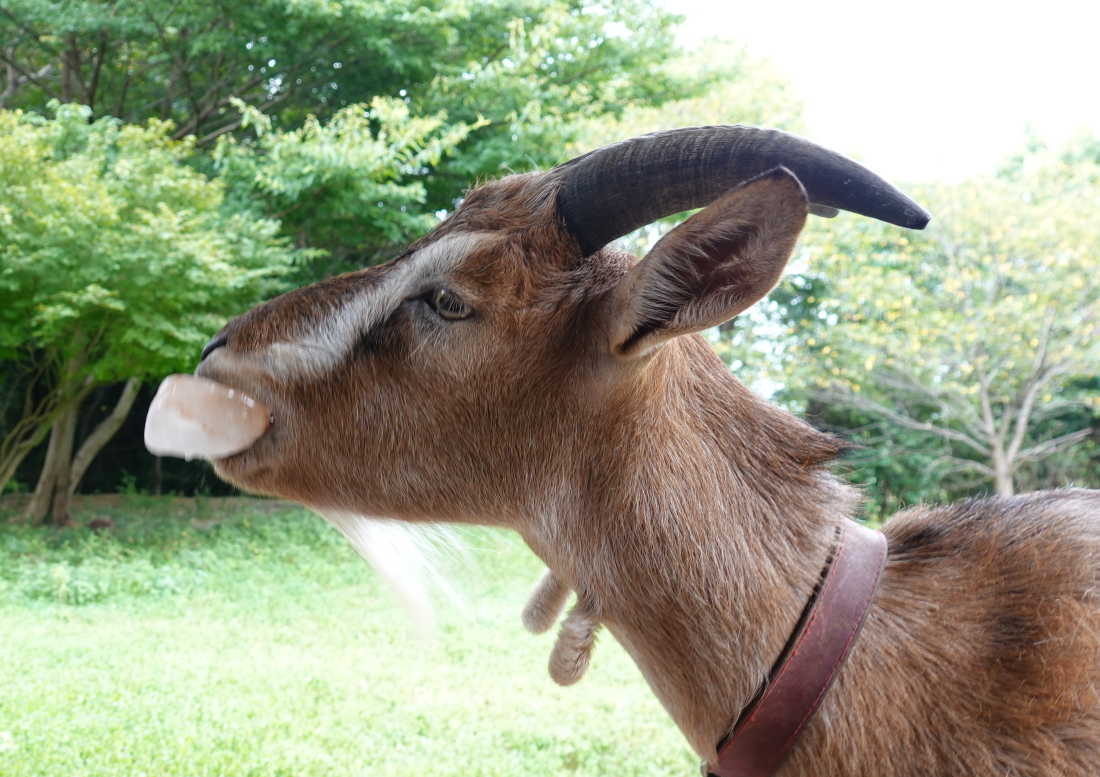 ヤギ