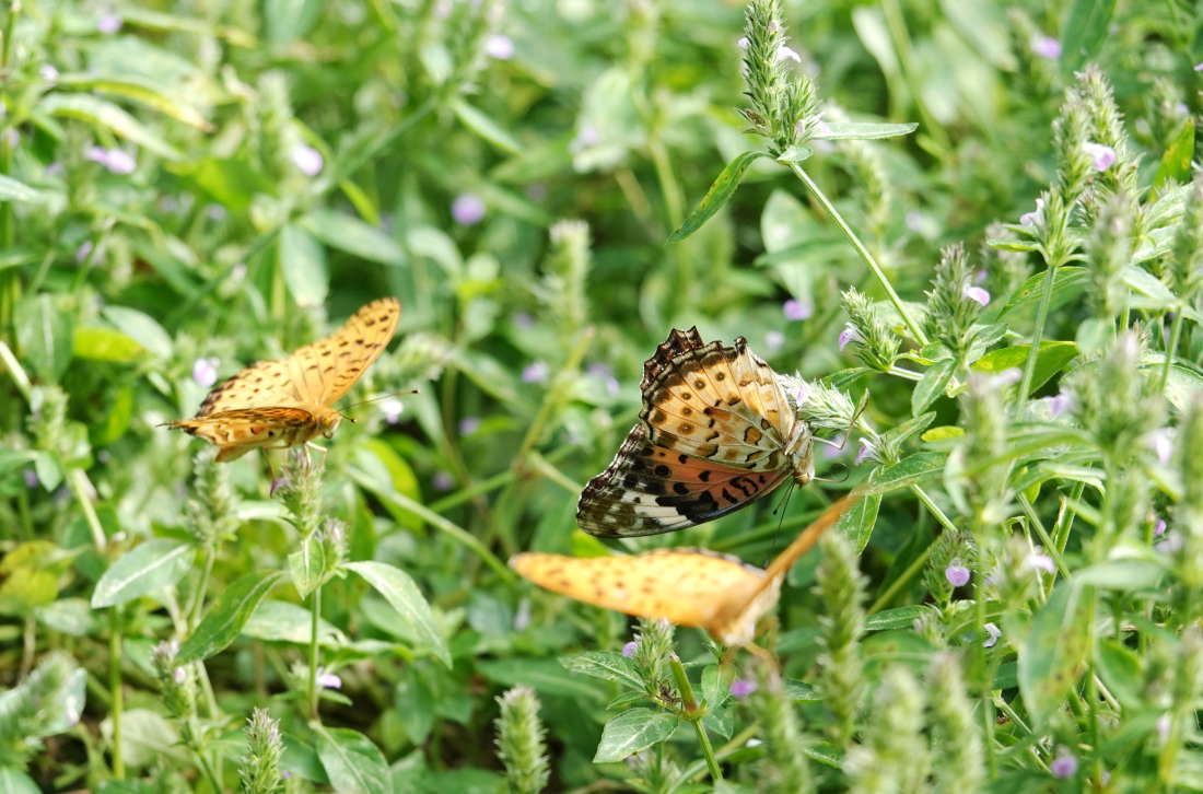ツマグロヒョウモン