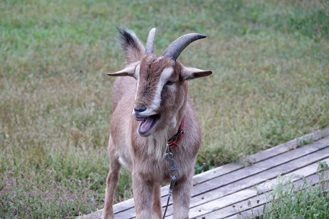 庭の廊下を造る