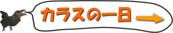 カラス