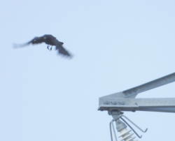 カラスの巣立ち