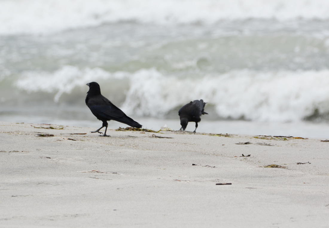 魚を食べるカラス