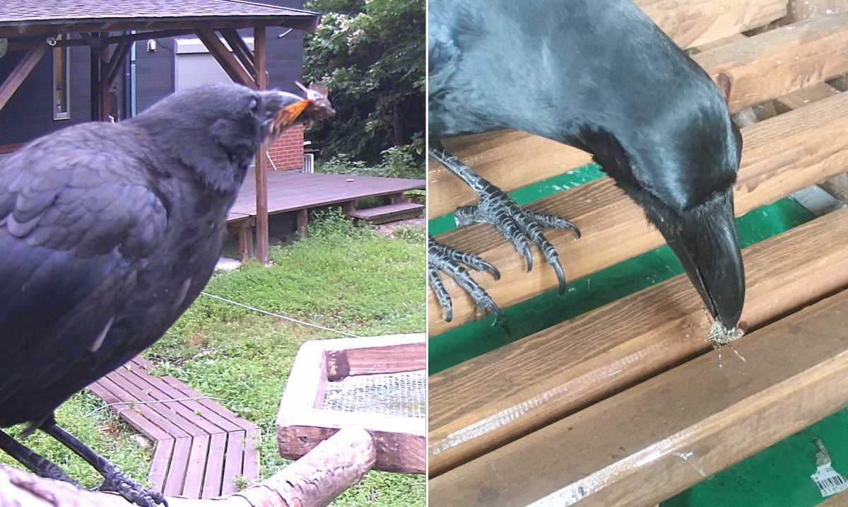 セミを食べるカラス