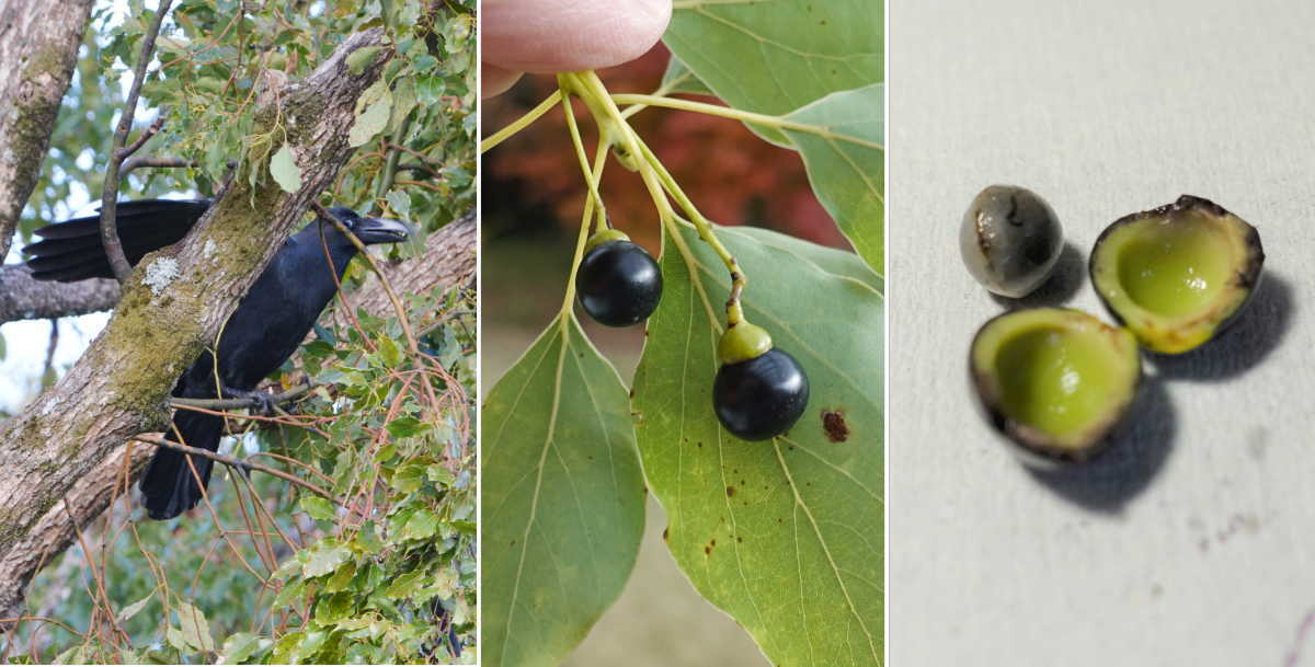 木の実を食べるカラス
