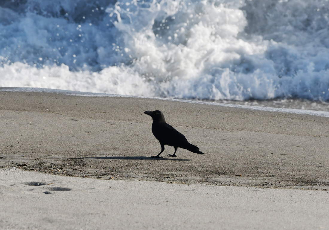 海岸のハシブト