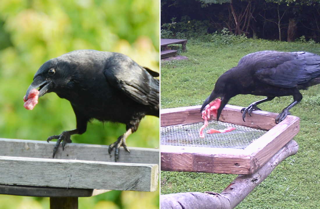 牛肉を食べるカラス