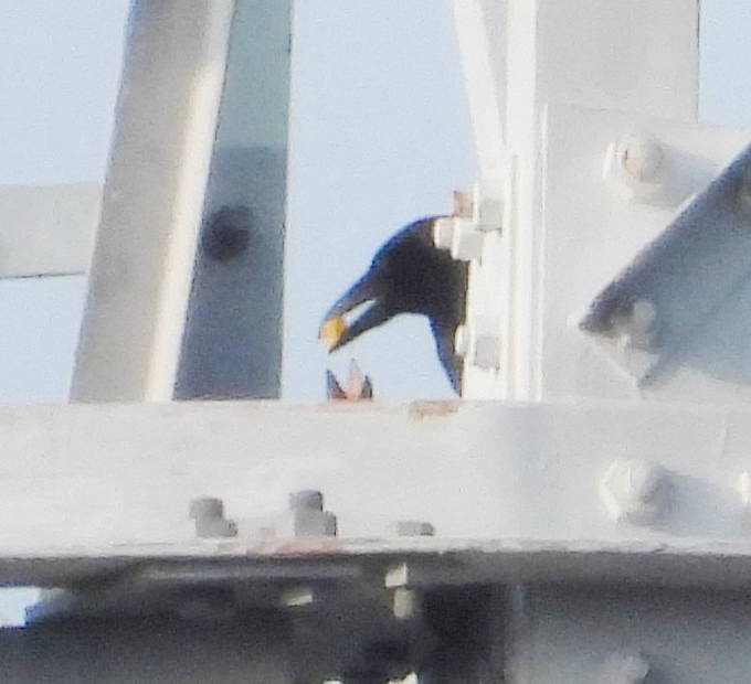 雛に給餌するカラス