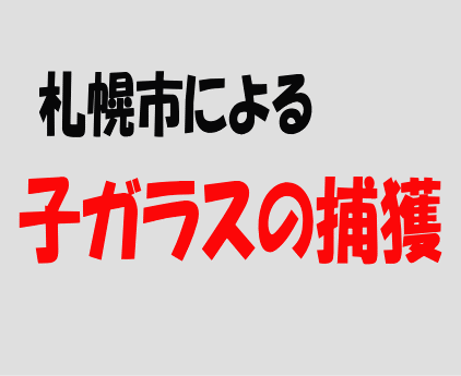 札幌市による子ガラスの捕獲