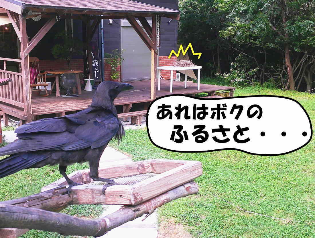 カラス