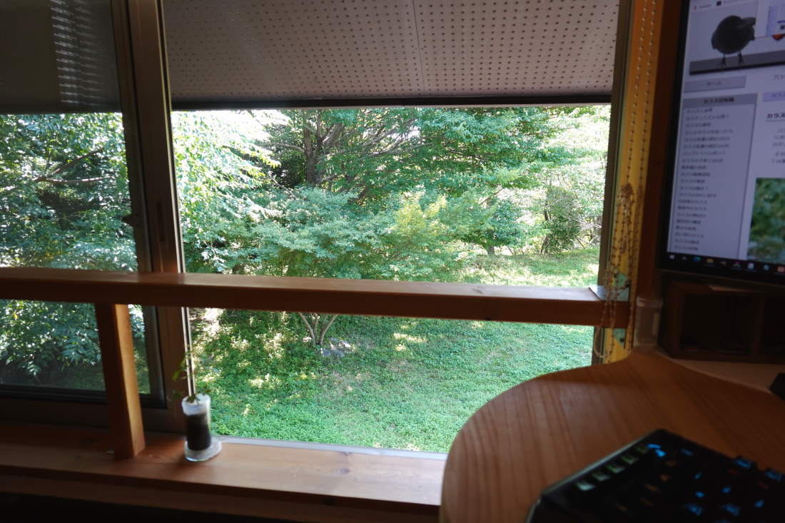 窓から見る庭