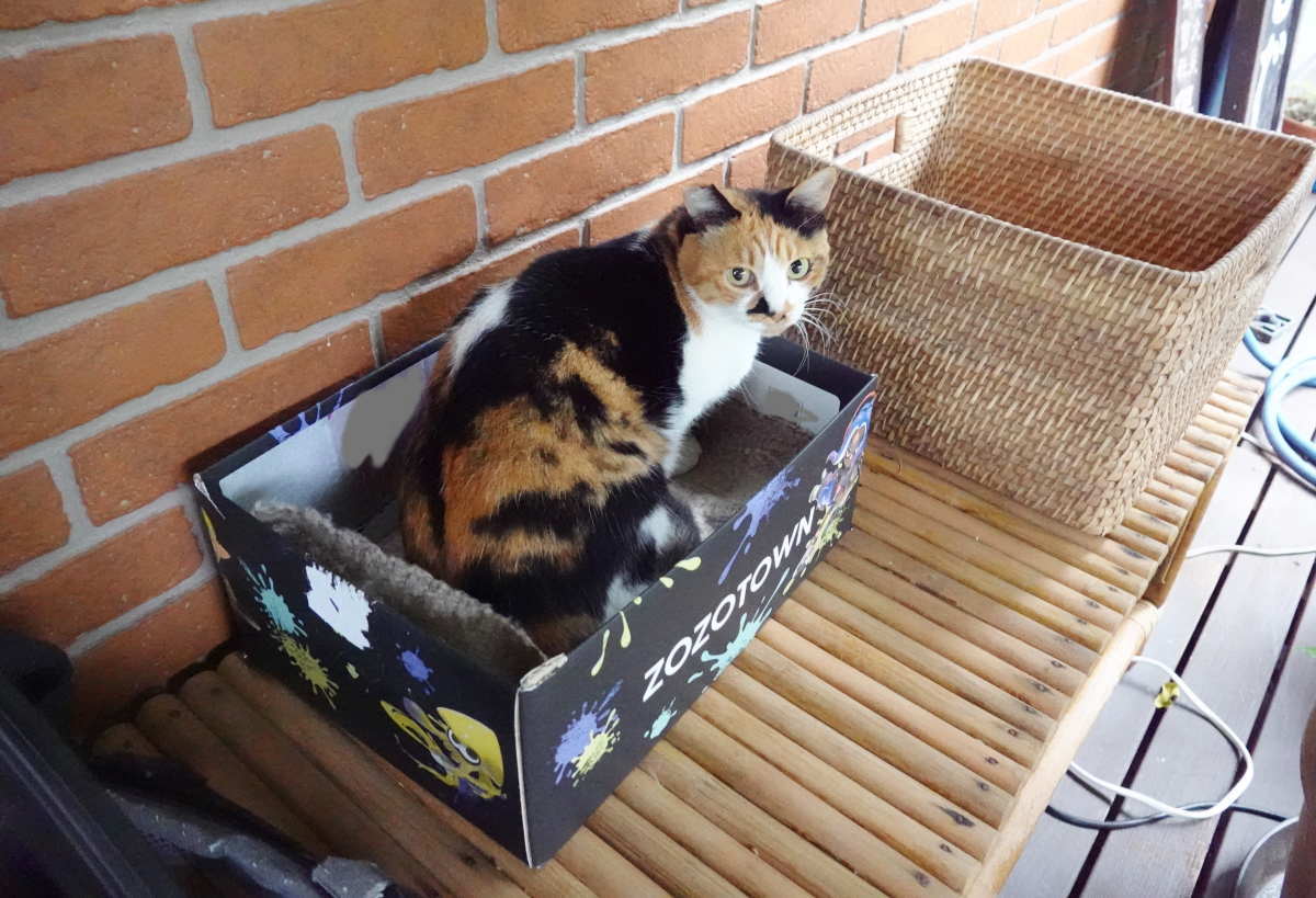 野良猫