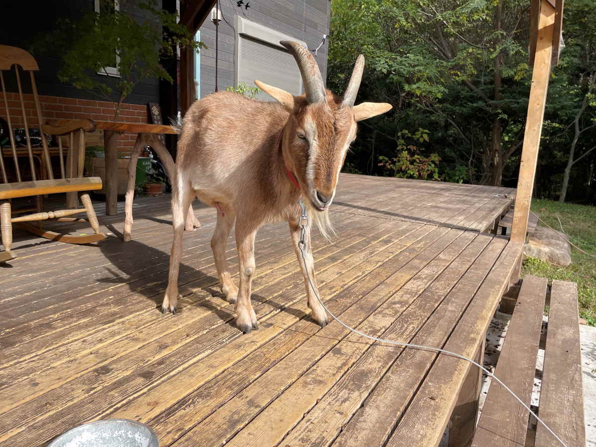 ヤギ