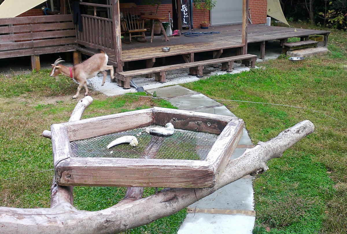 エサ台の煮干し