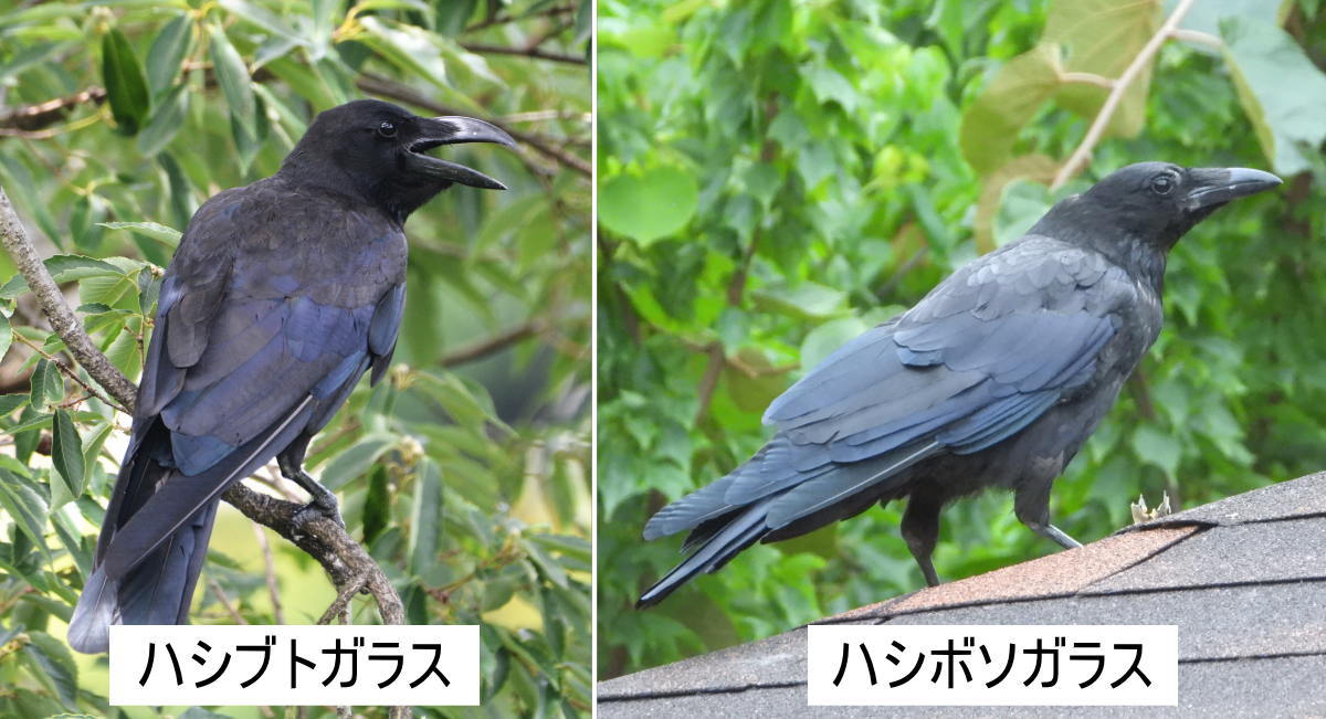 木に隠れるカラス