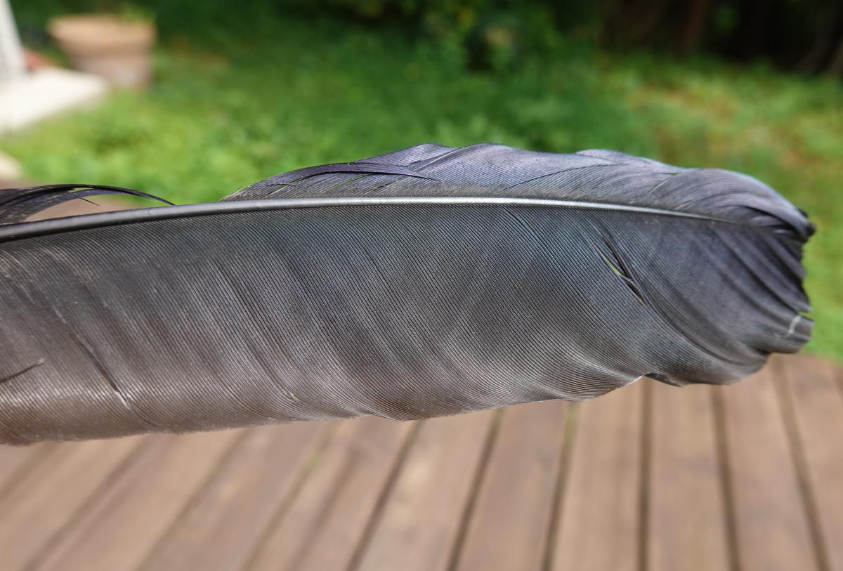 カラスの羽