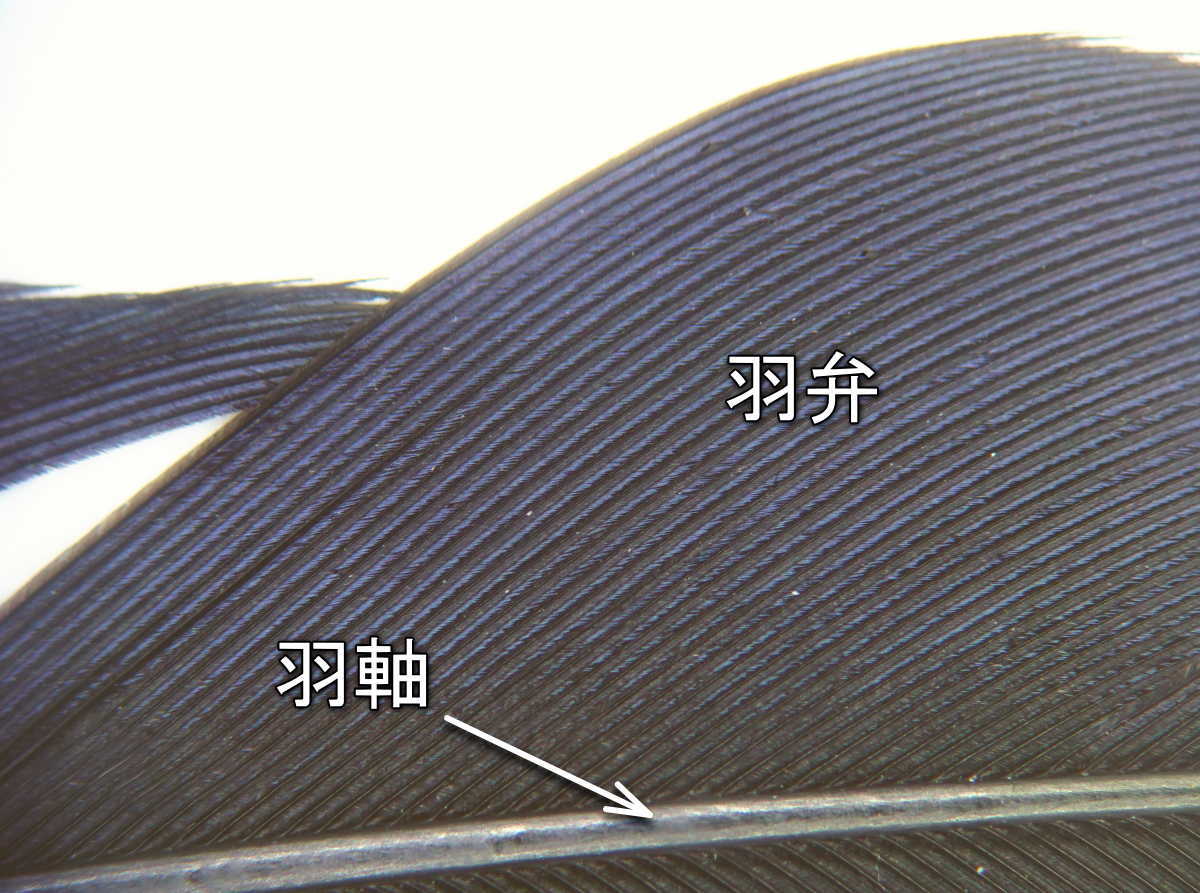 実体顕微鏡写真