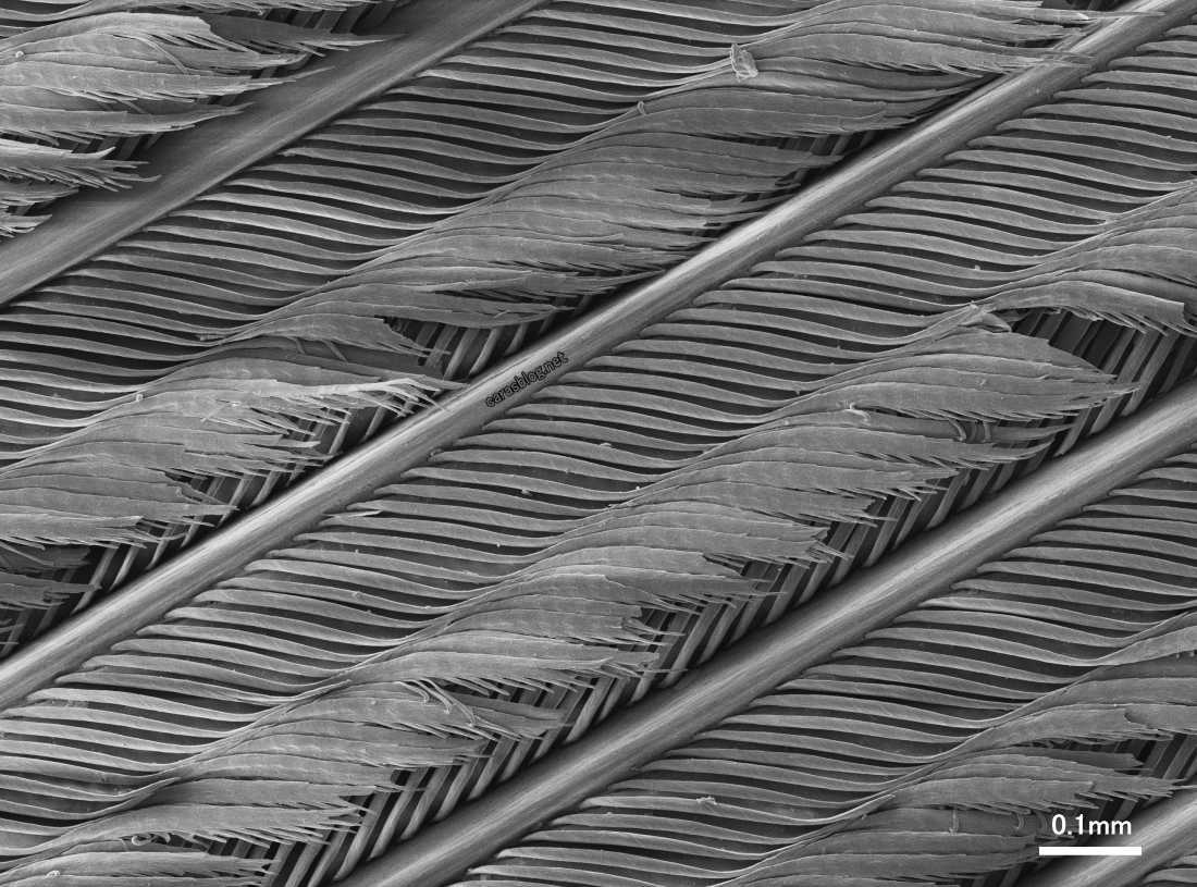 走査型電子顕微鏡写真