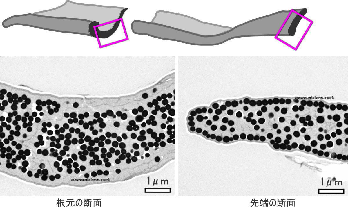 透過型電子顕微鏡写真