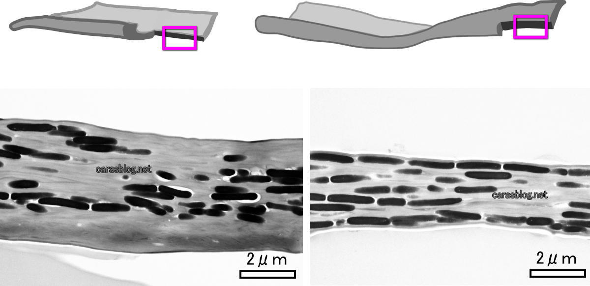 透過型電子顕微鏡写真