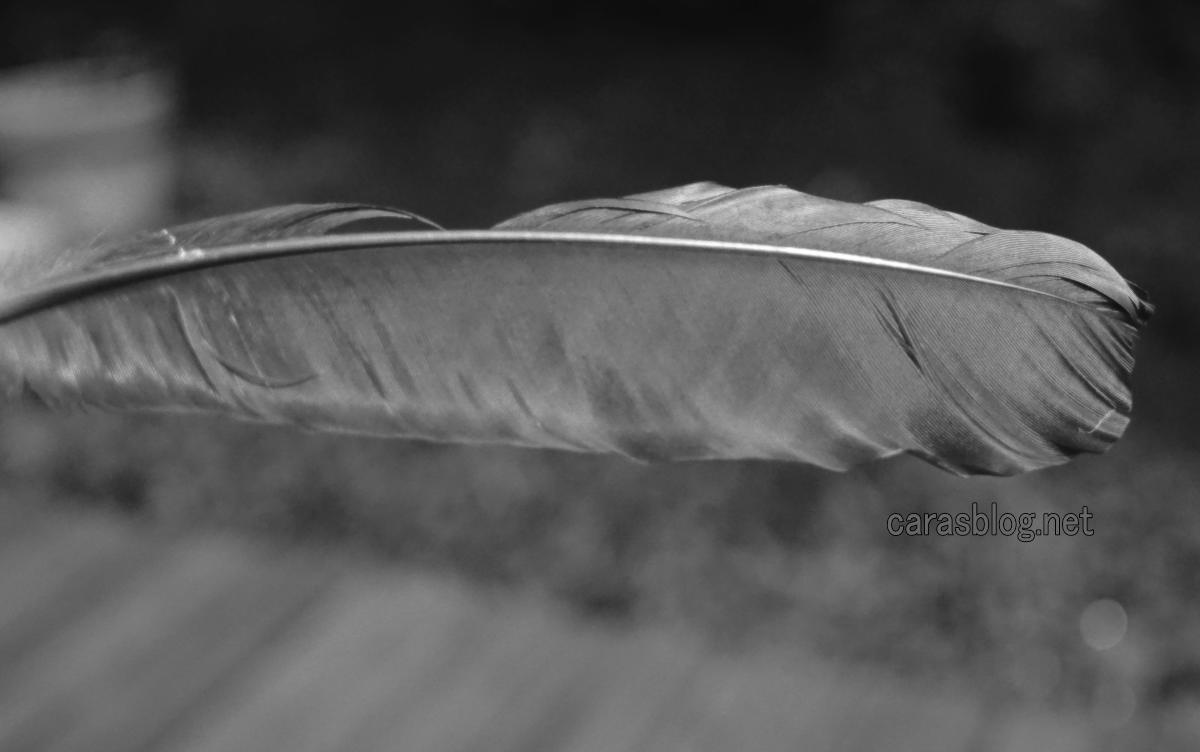 羽の紫外線写真