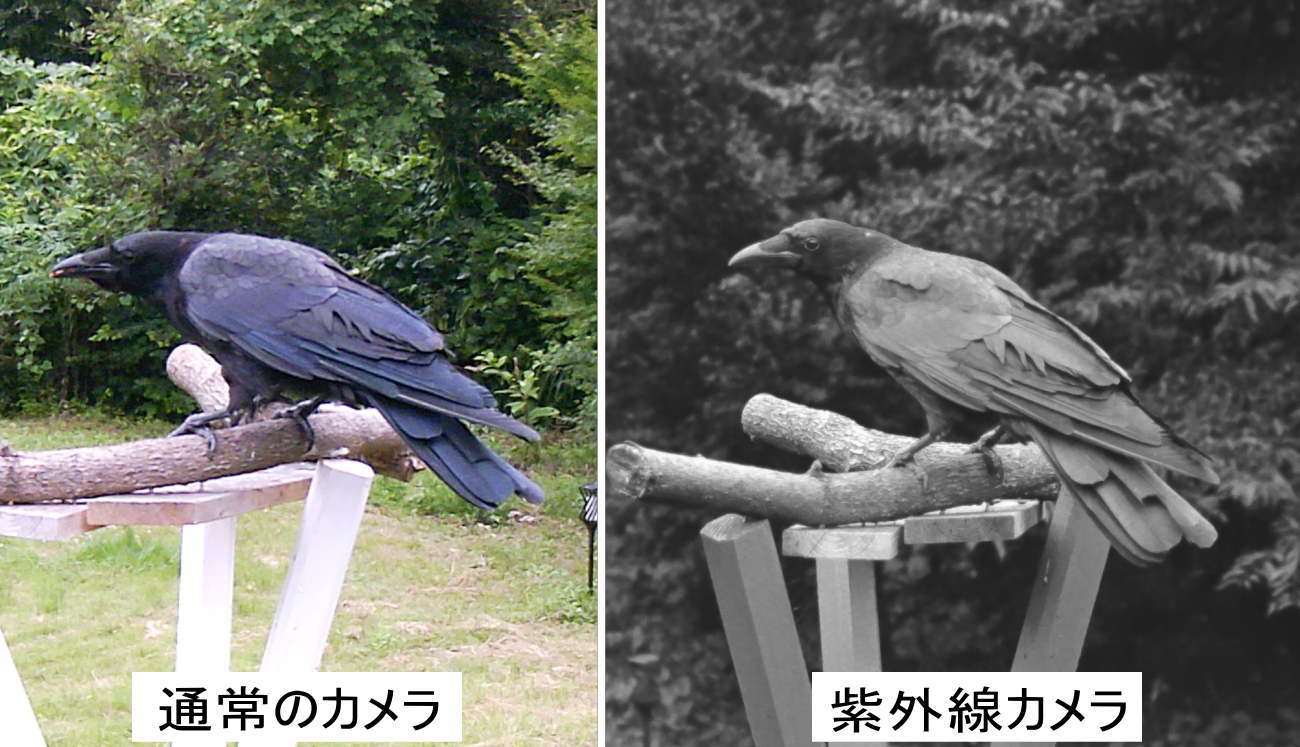 カラスの紫外線写真