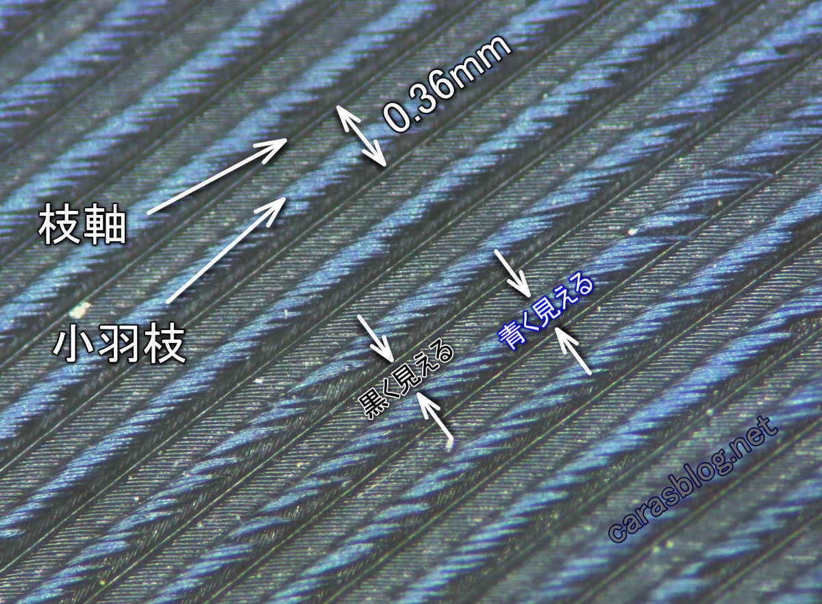 実体顕微鏡写真