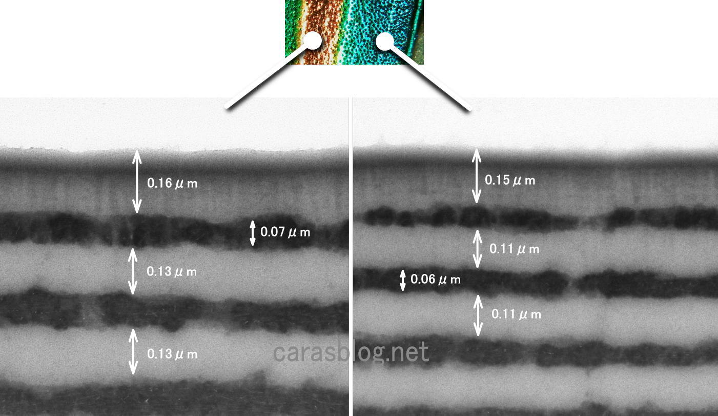 玉虫の翅の電子顕微鏡画像