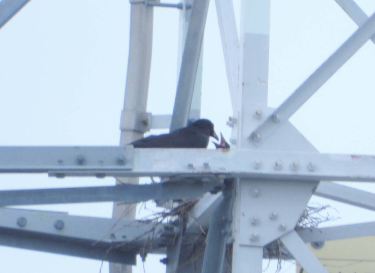 鉄塔のカラス