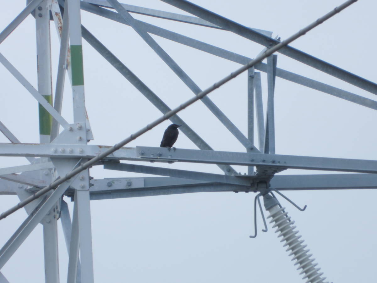 鉄塔のカラス