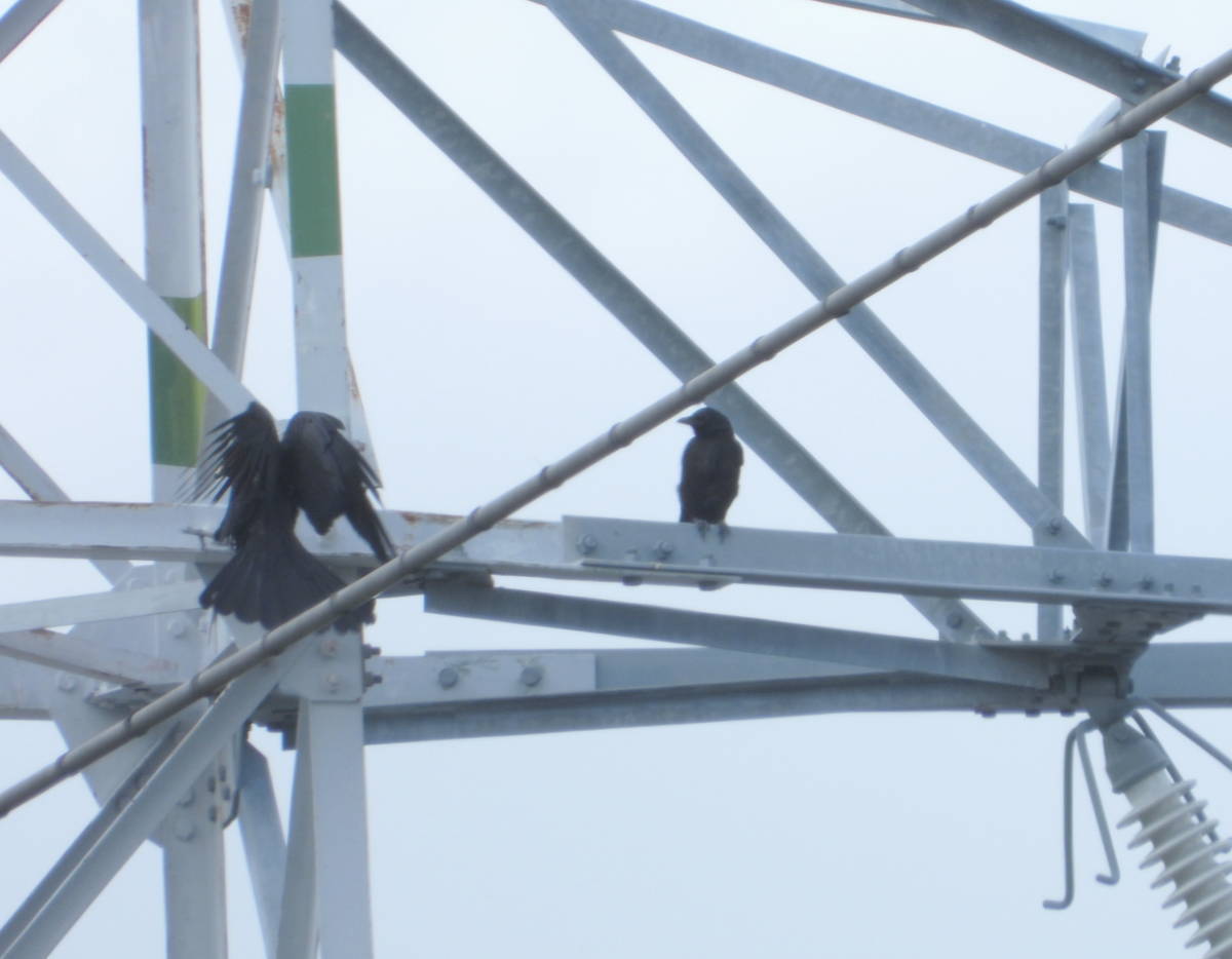 鉄塔のカラス