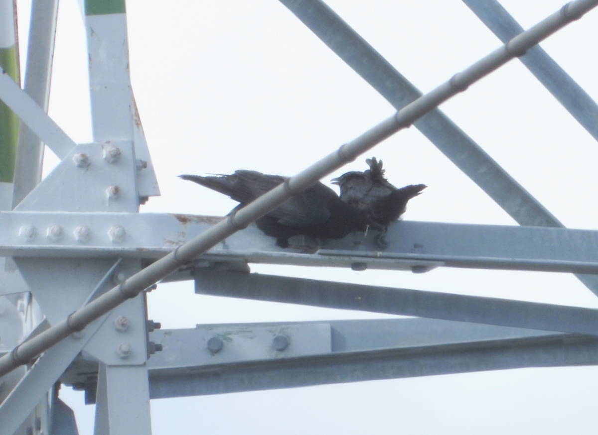 鉄塔のカラス