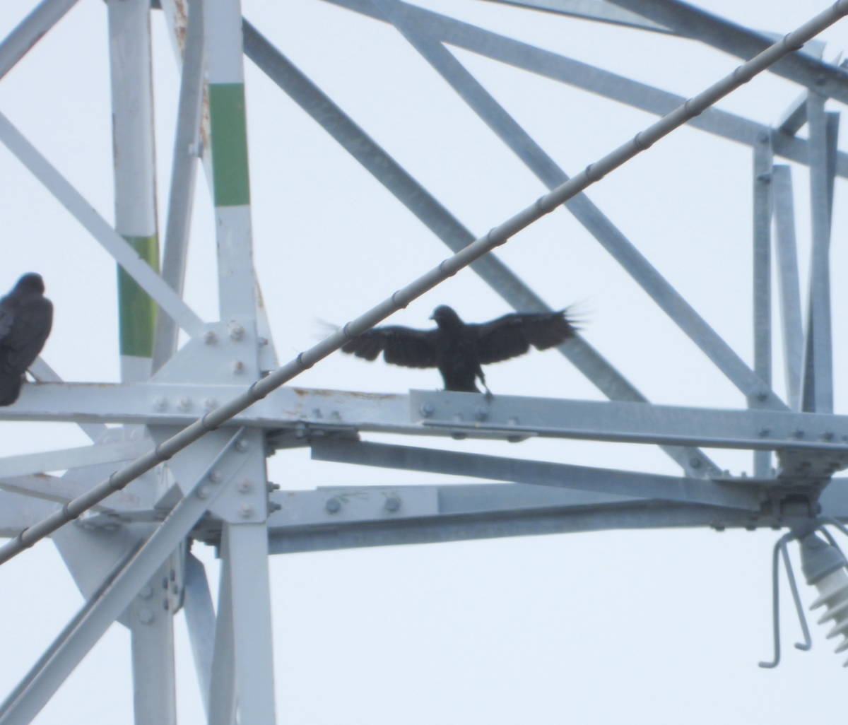 鉄塔のカラス