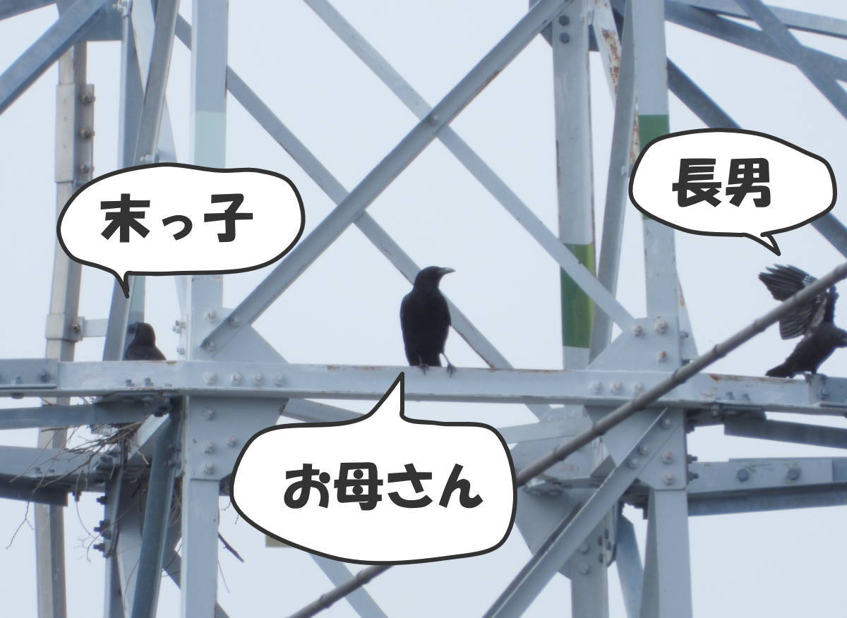 鉄塔のカラス