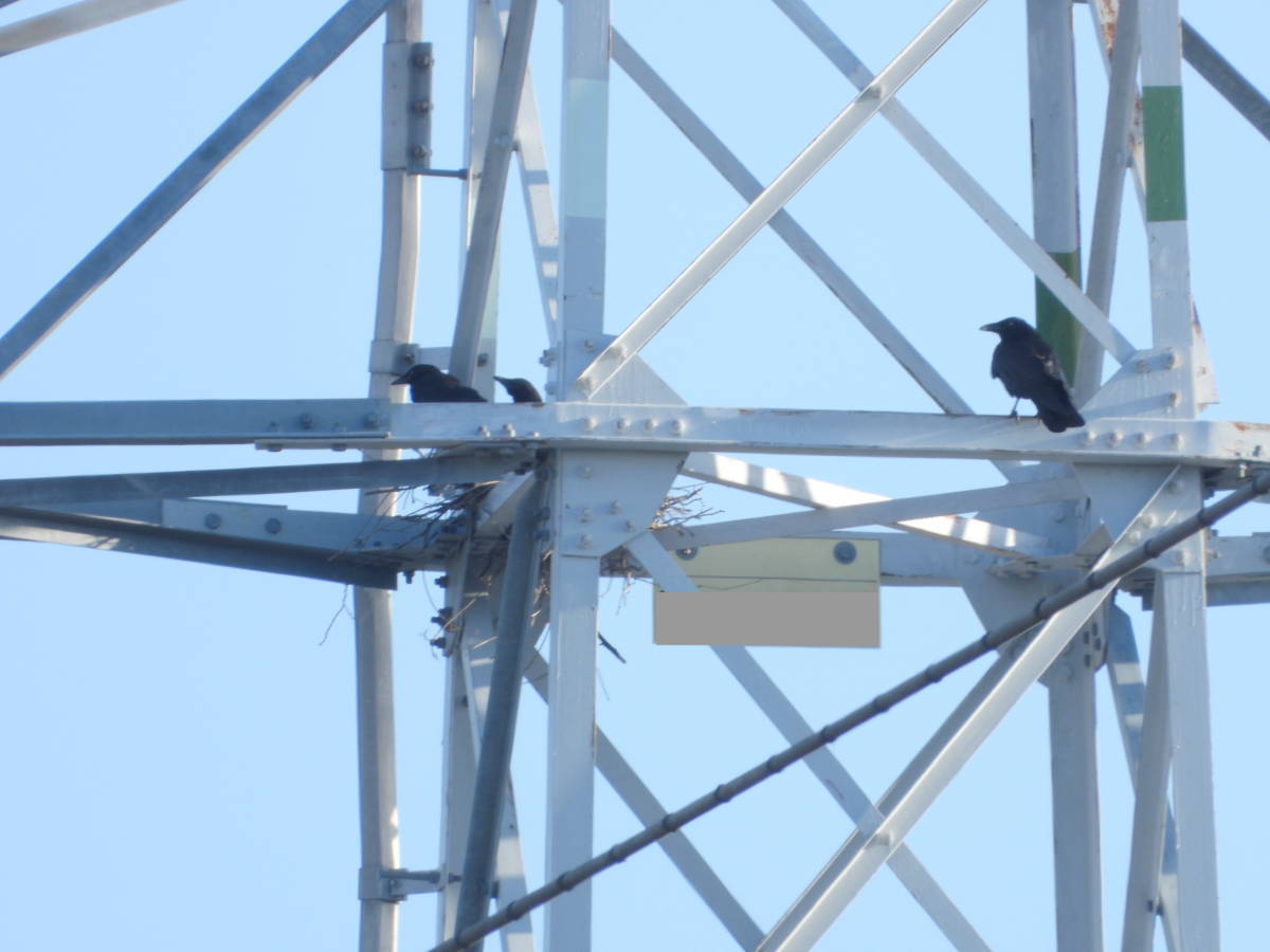 鉄塔のカラス