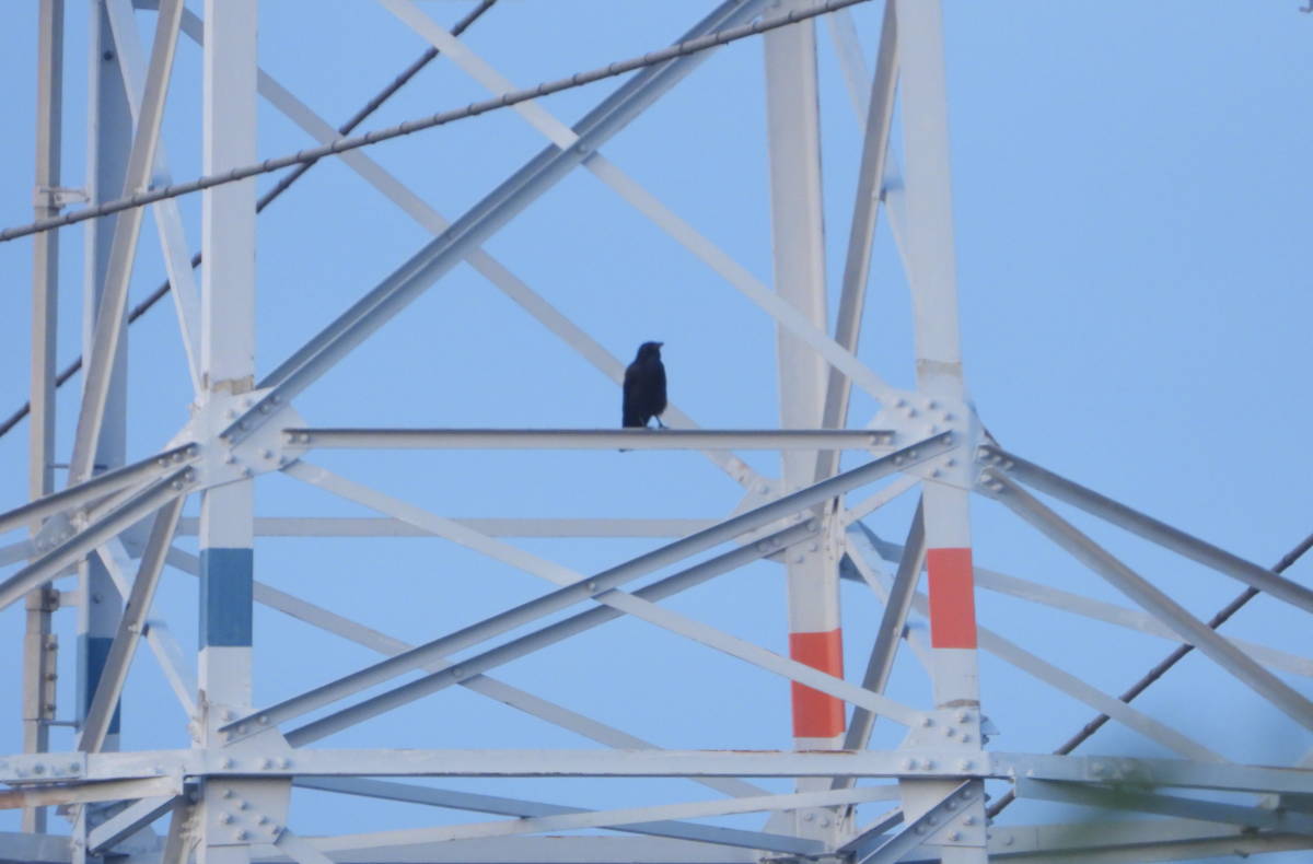 鉄塔のカラス