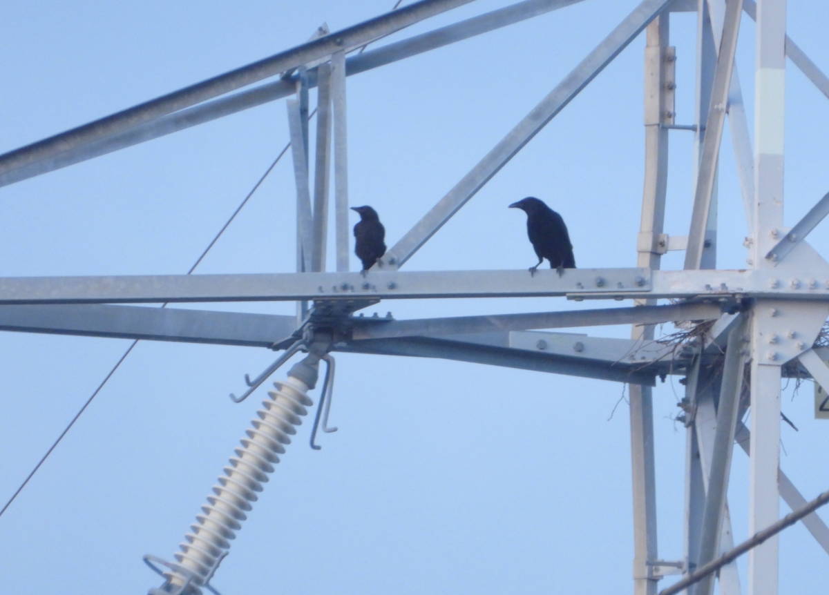 鉄塔のカラス