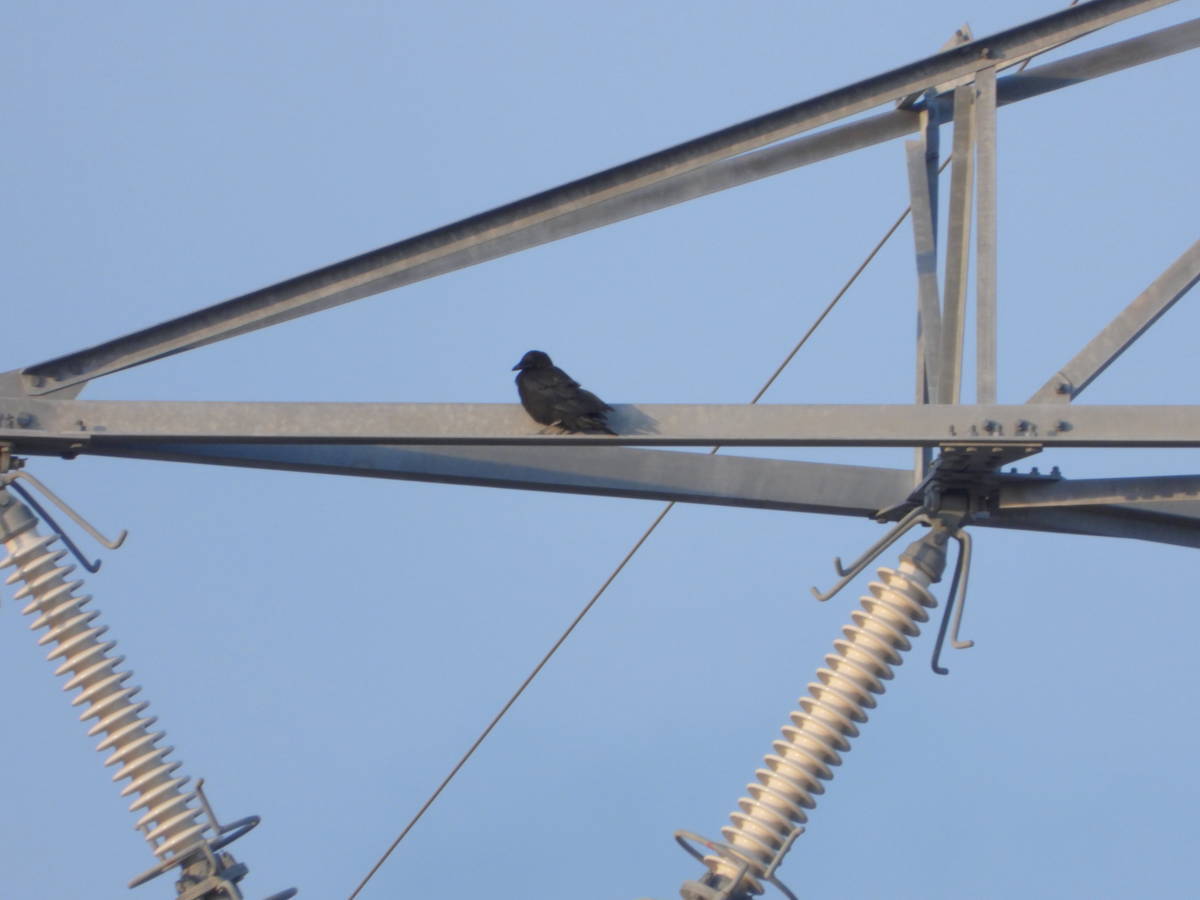 鉄塔のカラス