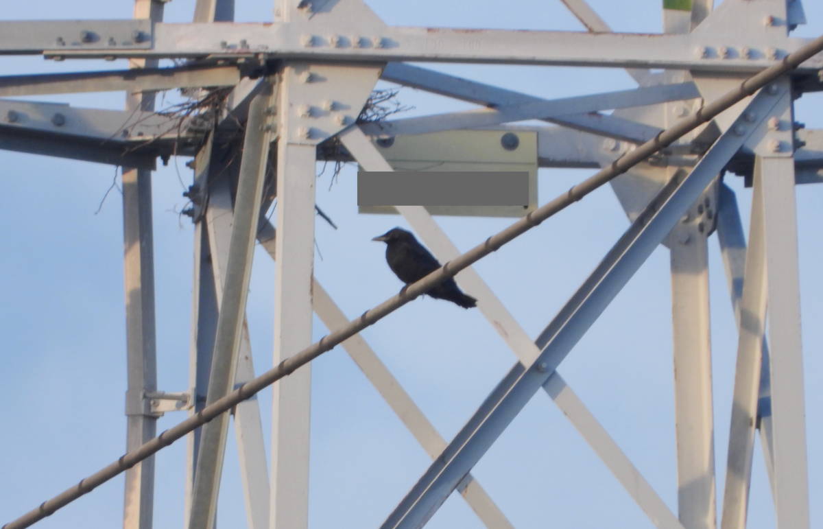 鉄塔のカラス