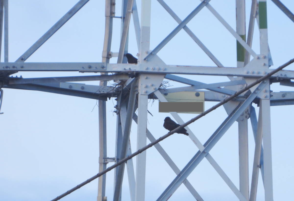 鉄塔のカラス